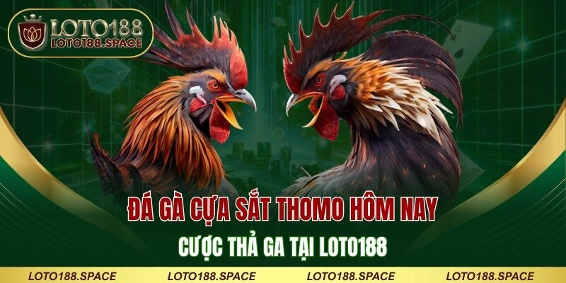 Đá Gà Cựa Sắt Thomo Hôm Nay - Cược Thả Ga Tại LOTO188