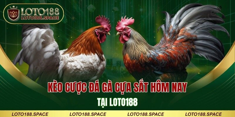 Kèo cược đá gà cựa sắt hôm nay tại LOTO188