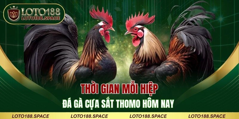 Thời gian mỗi hiệp đá gà cựa sắt Thomo hôm nay