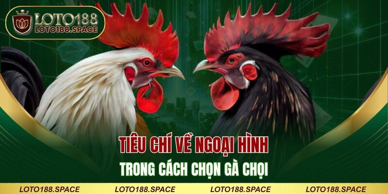 Tiêu chí về ngoại hình trong cách chọn gà chọi